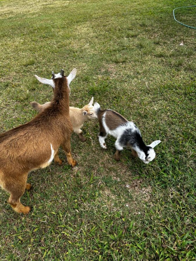 Arritola B And B Ranch Homestead Ngoại thất bức ảnh
